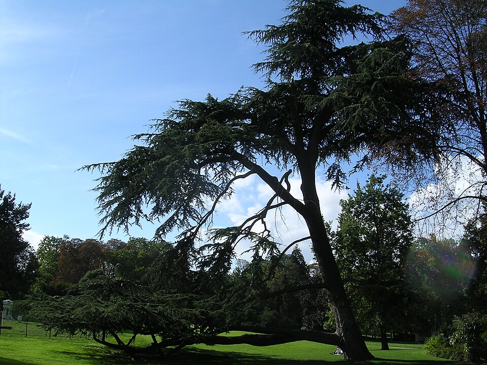 1400 arbres et essences rares