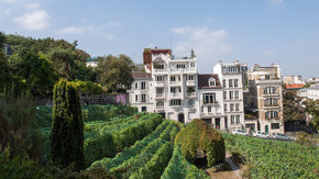 The vineyards of Clos Montmartre