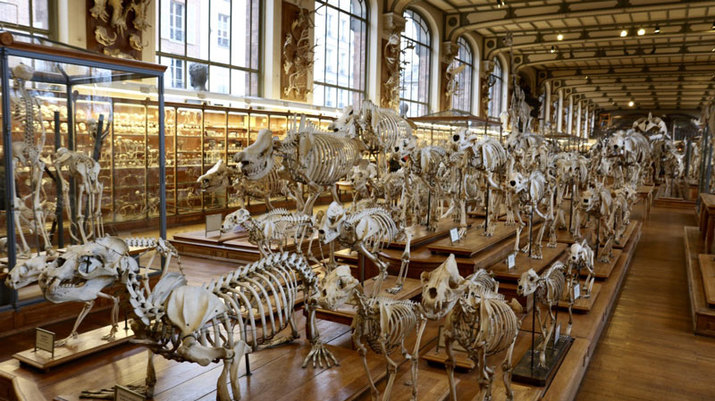 Museo Nacional de Historia Natural