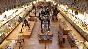 La planta de los dinosaurios